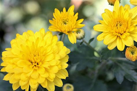 Yellow Chrysanthemums Free Stock Photo - Public Domain Pictures