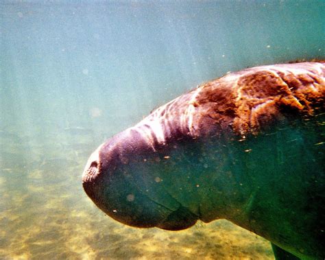 Manatee Swim | Swimming with the manatees in Homossasa FL | carvalho ...