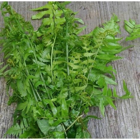 Jual Sayur Daun Pakis Ikat / Pakis Paku Fresh Segar Enak Pasar Murah Jakarta | Shopee Indonesia