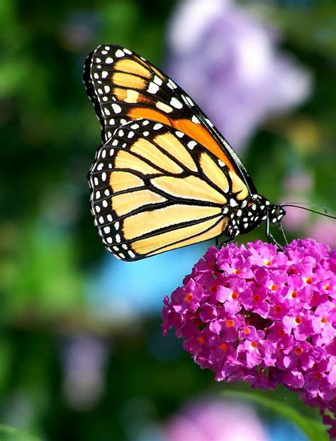 File:Monarch Butterfly Flower.jpg - Wikipedia