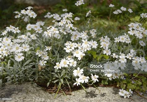 Achillea Ageratifolia With White Flowers Stock Photo - Download Image Now - Blossom, Close-up ...