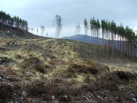 Deforestation © David Maclennan :: Geograph Britain and Ireland