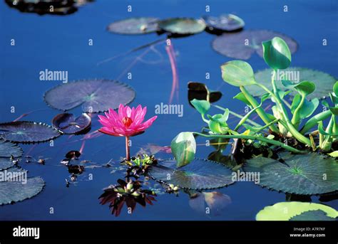 Philippines (Filipino), Mindanao island, Lake Sebu, lotus flower Stock Photo: 6798462 - Alamy