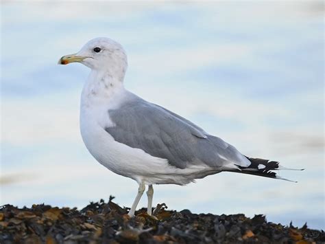 Mew Gull, Identification, All About Birds - Cornell Lab of Ornithology