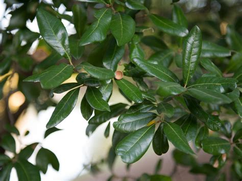 Live Oak Tree - Dallas, Texas - Treeland Nursery