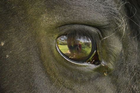 How to Treat Eye Infections and Injuries in Horses in 2020 | Different types of eyes, Types of ...