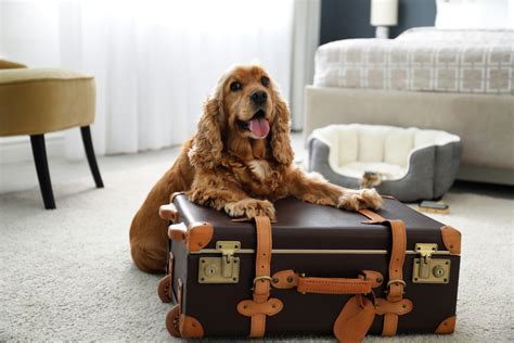 Top 6 Dog Friendly Hotels in Europe | Hotels That Accept Dogs 2024