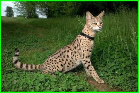 Full Grown African Savannah Cat - Pets Lovers