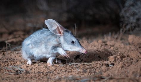 bilby Archives - Australian Geographic