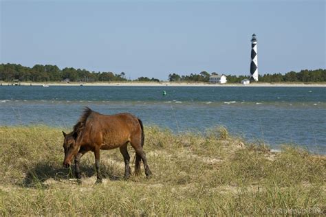 The Wild Horses of Shackleford Banks photo spot