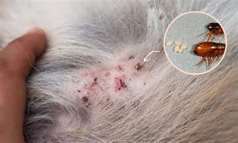 Cat Dandruff vs Flea Eggs: Identifying and Treating