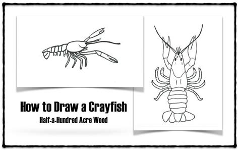 How to Draw a Crayfish & Crayfish Anatomy | Drawings, Crayfish, Animal drawings