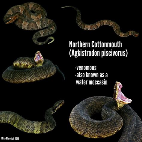 Cottonmouths — ABNC