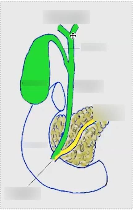 BILIARY TREE ANATOMY DIAGRAM Diagram | Quizlet