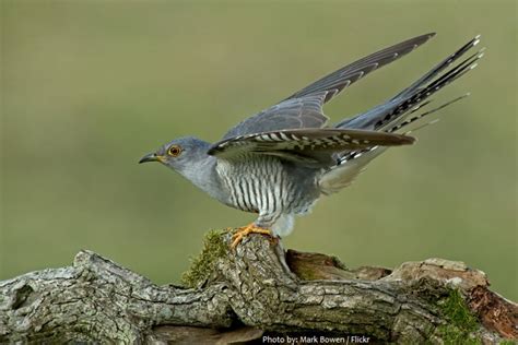 Interesting facts about cuckoos | Just Fun Facts