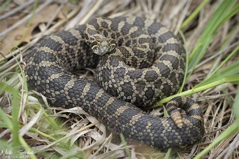 Eastern Massasauga Rattlesnake | Sistrurus catenatus A large… | Flickr