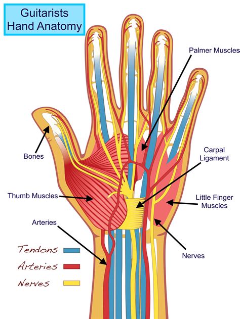 Hand Muscle Anatomy - Anatomical Charts & Posters