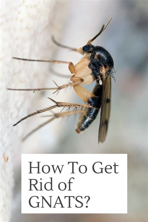 How to Get Rid Of Gnats in House with Home Remedies?