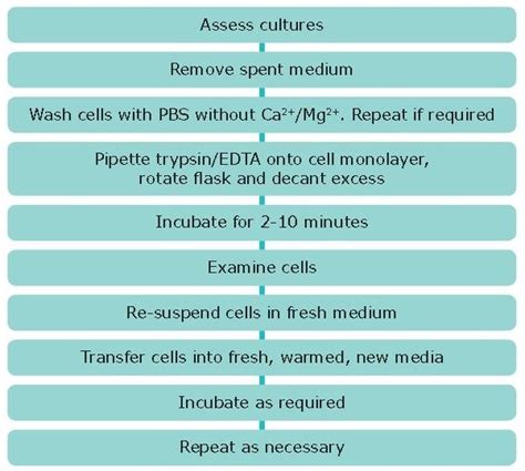 Subculture of Adherent Cell Lines