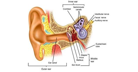 Cochlear versus Retrocochlear hearing loss - New