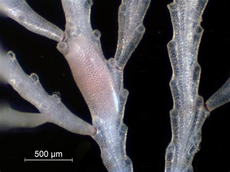 Washington Department of Ecology: Moss animals: Animals in plant disguises!