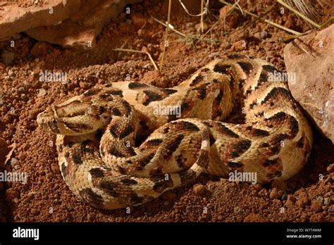 Adder camouflage hi-res stock photography and images - Alamy