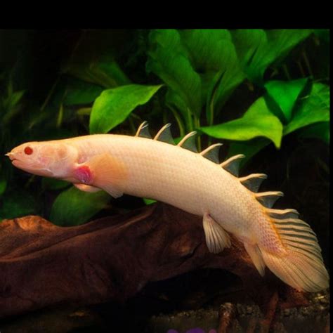 Jual IKAN PALMAS ALBINO / NAGA AIR TAWAR / IKAN PREDATOR / IKAN HIAS - Kota Bandung - JN ...