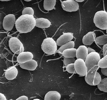 Scanning electron microscope image of Chlamydomonas reinhardtii | Download Scientific Diagram