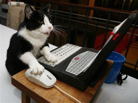 Katze mit Laptop – Google Suche | Friends in love, Cats, Nurse cat