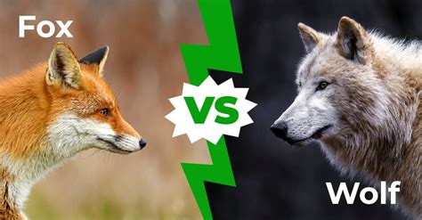 Fox vs Wolf: ความแตกต่าง 4 อันดับแรกของ Canids สีเทาและสีแดงของซีกโลกเหนือ | Newagepitbulls