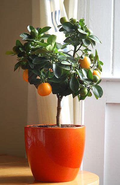 Calamondin (Indoor) Orange Trees - Jenny Komenda