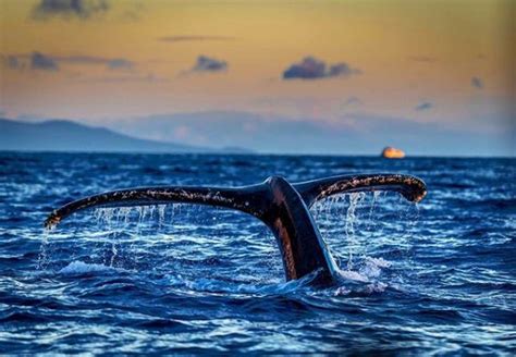 Whale Behavior: Exploring Surface Movements