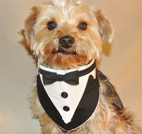 Dog Tuxedo Dog Wedding Suit Wedding Dog Clothes Dog Wedding | Etsy