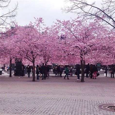 It's cherry blossom season in Stockholm, #Sweden. Photo courtesy of emilyelysem on Instagram ...