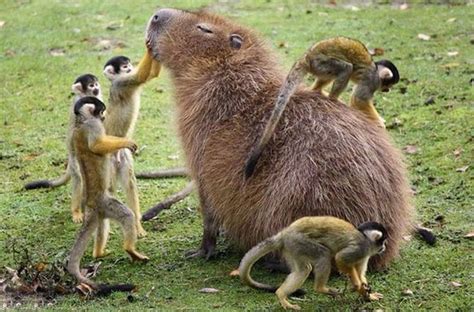 Why Do Animals Like Capybaras So Much? (38 Pics) | Bored Panda