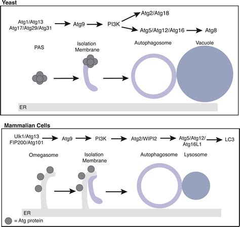 Crosstalk between the Secretory and Autophagy Pathways Regulates ...