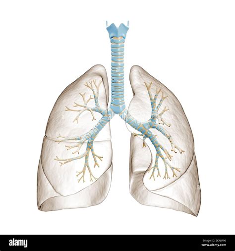 Human lungs with bronchial tree or trachea with bronchi 3D rendering illustration. Blank ...