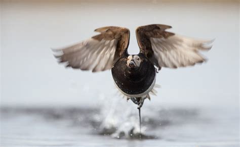 Long-tailed Duck | Audubon Field Guide