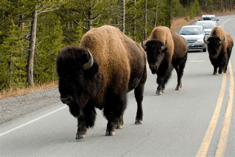 15 Animals In Yellowstone While Driving Here In Spring!