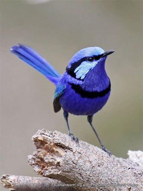 Fairy wren | Cute birds, Pet birds, Australian birds