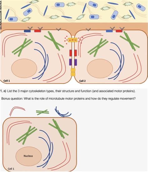 Solved 1. a) List the 3 major cytoskeleton types, their | Chegg.com