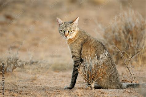 An African wild cat (Felis silvestris lybica), Kalahari desert, South Africa. Stock Photo ...