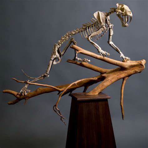 Sabertooth Tiger Fossil Skeleton – SkullStore Inc.