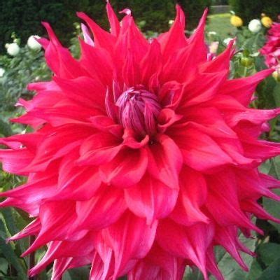 Dahlia Jocondo bright reddish purple giant decorative All Flowers, Purple Flowers, Beautiful ...