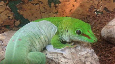 фельзума линяет,phelsuma shedding - YouTube