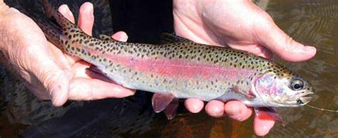 cutbow trout (Oncorhynchus clarkii x mykiss) - FactSheet