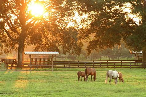 HD wallpaper: white and brown horses in farm during daytime, horses, sunset | Wallpaper Flare