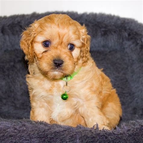 Jackie - F1 Cavapoo | VIP Puppies