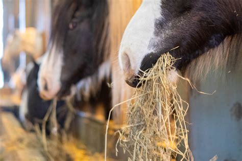 How should I feed a horse? - World Horse Welfare