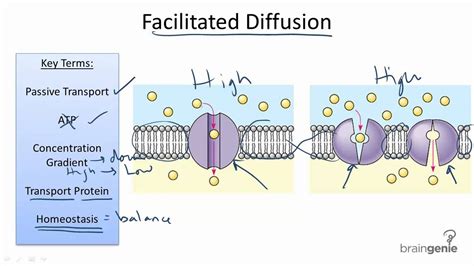 2.2.3 Facilitated Diffusion - YouTube
